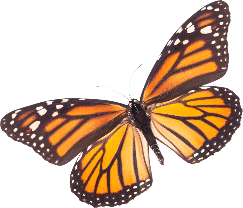 monarch butterfly